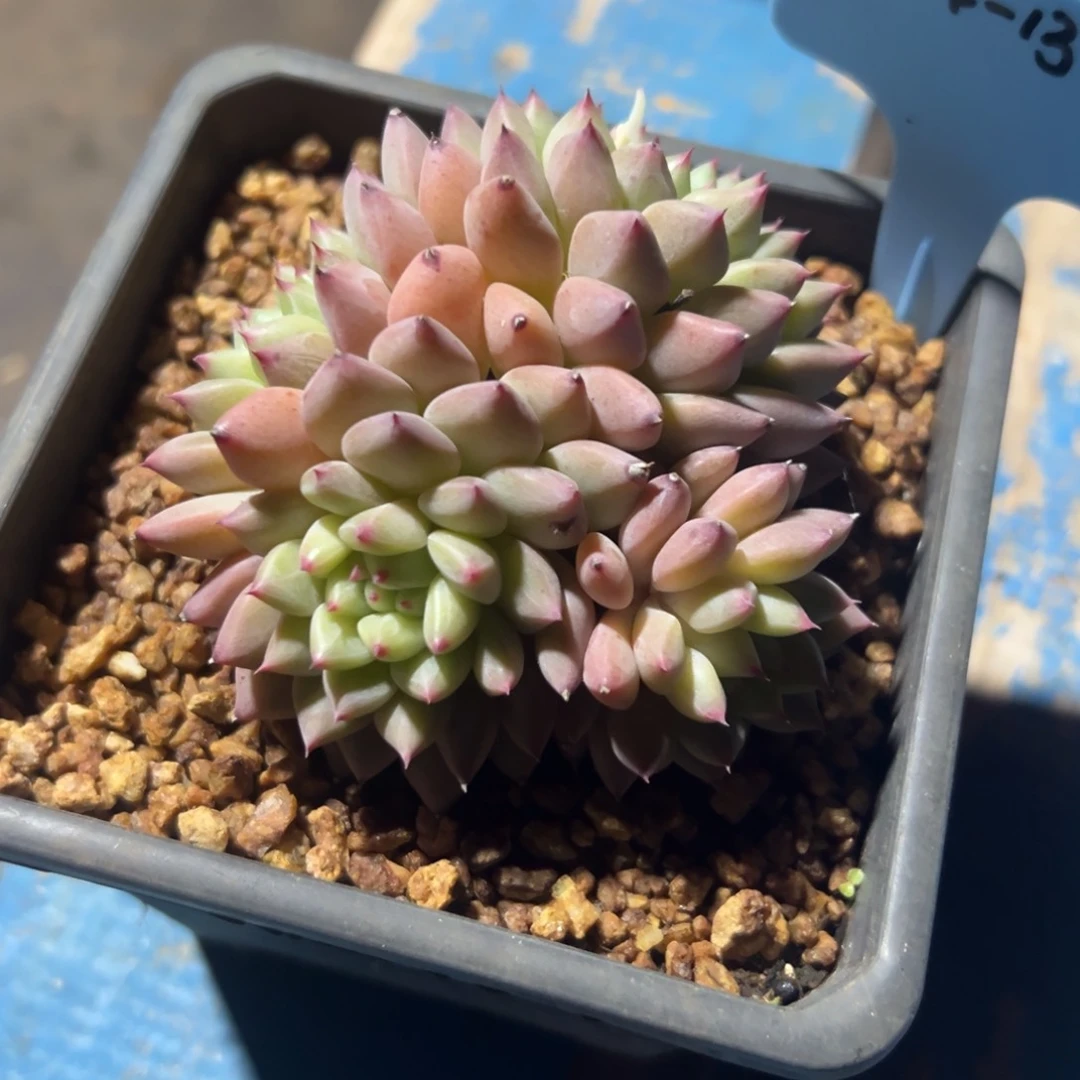 p****e350114-13胖丁