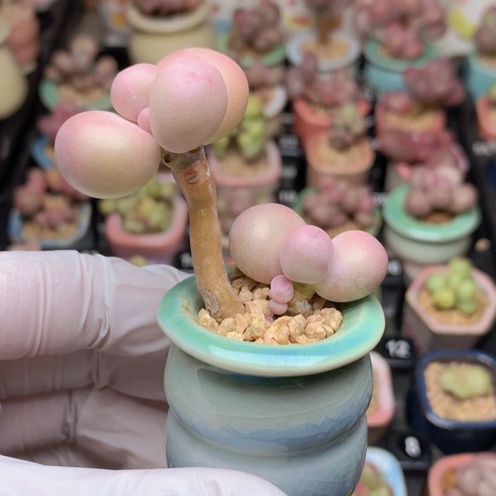 027 库福奶酪 2+1 木质 萌胖圆