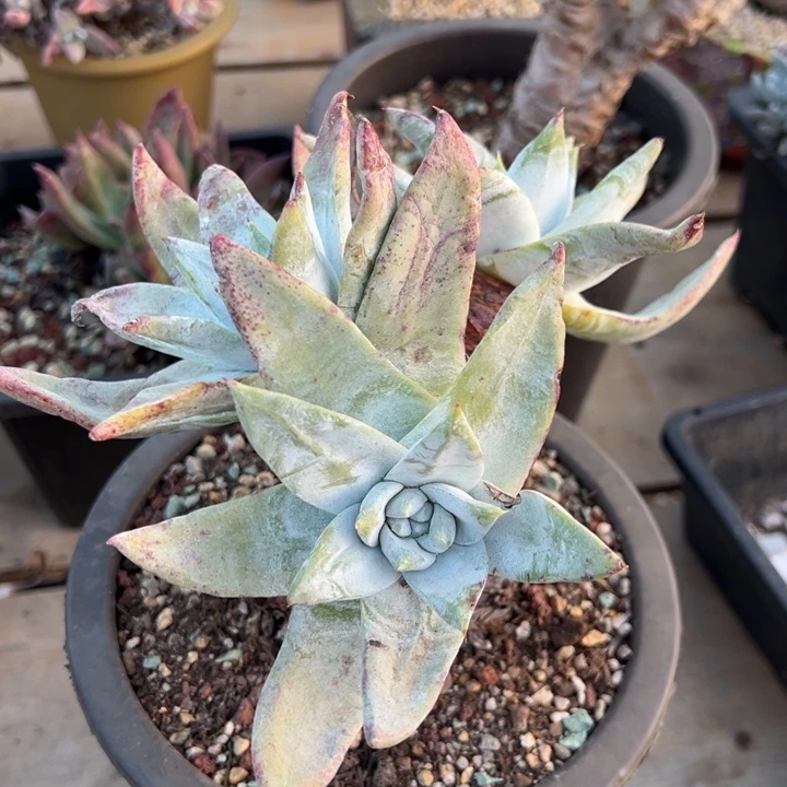 往**烟590哈哈哈哈哈哈哈哈哈