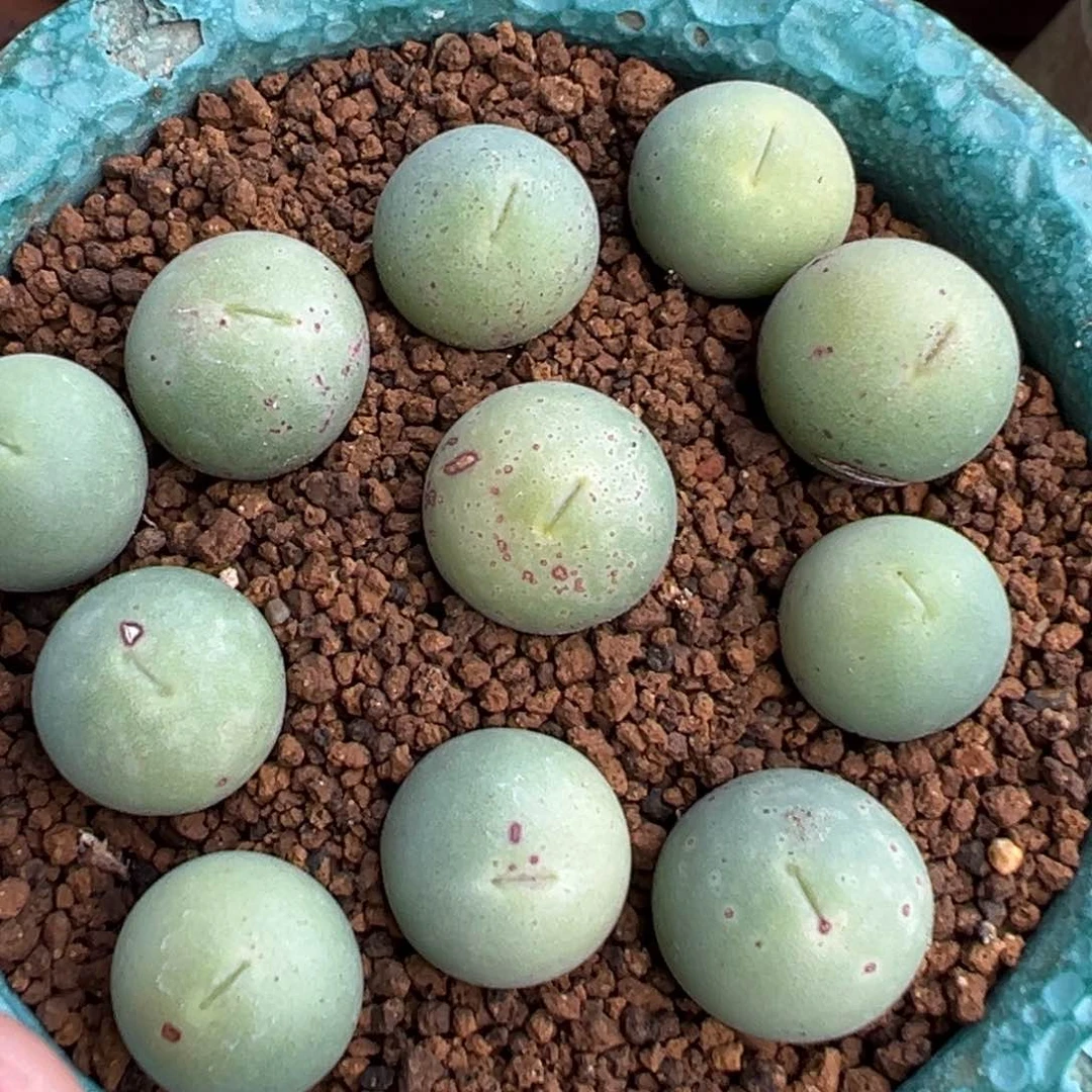 量拍鸽子蛋肉锥一颗