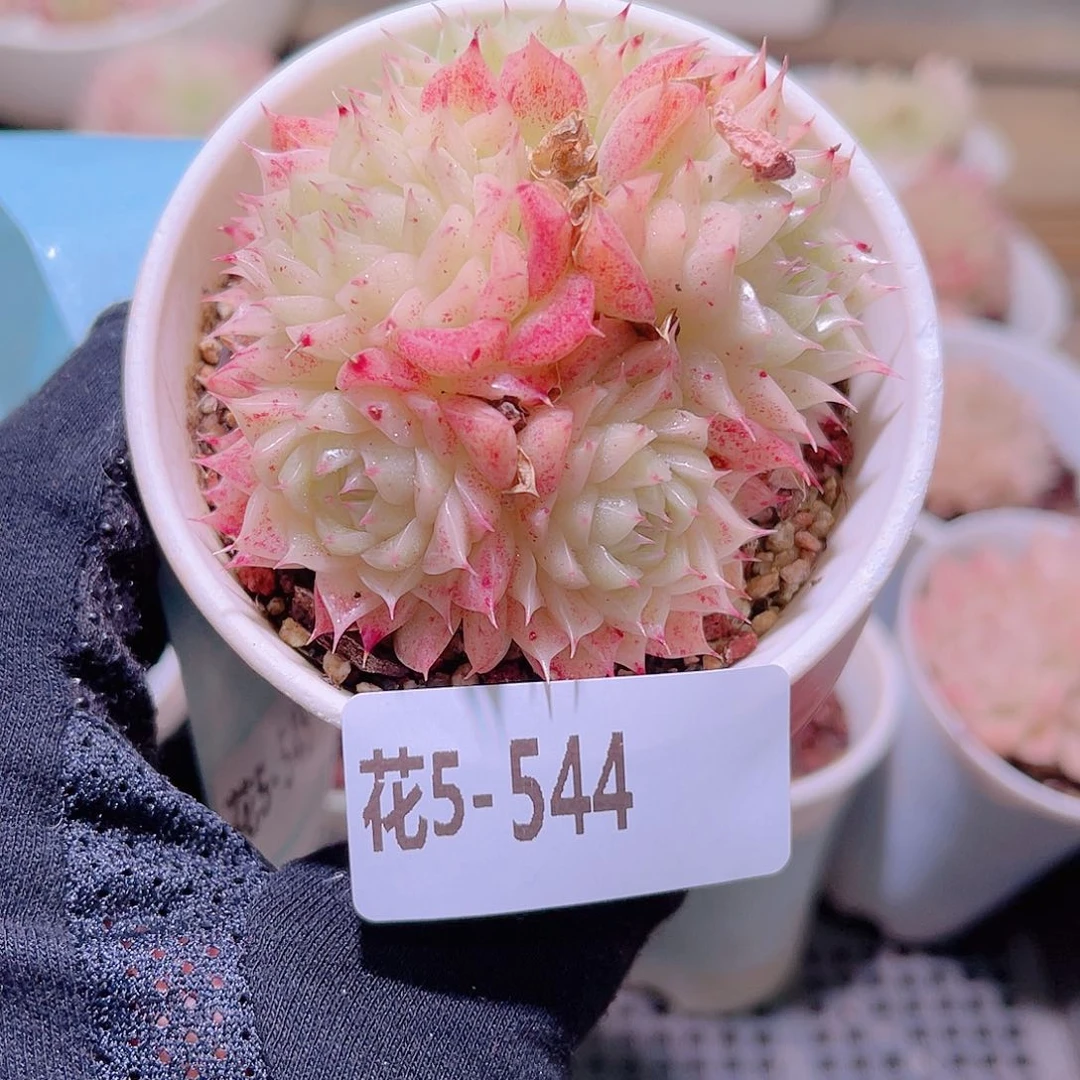 花利美5-544海王