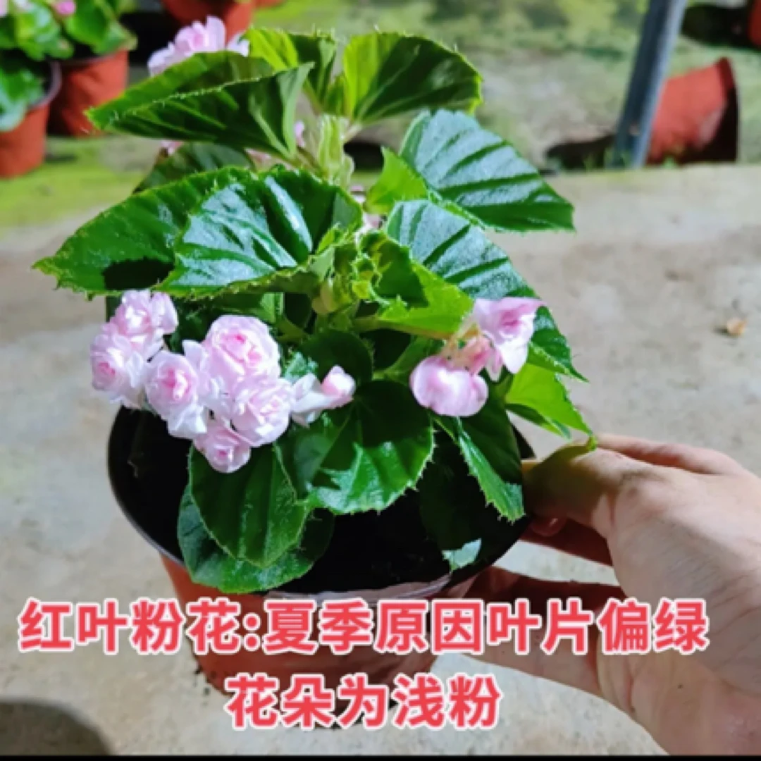 桐叶粉球【红叶夏天颜色变浅，秋天恢复正常】