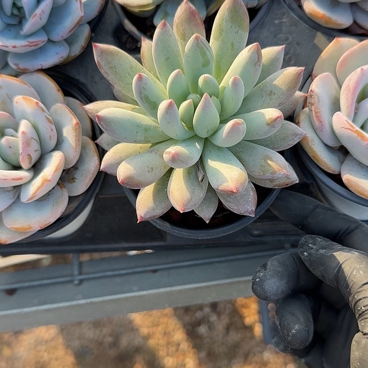 青蛙的时候就像一。不