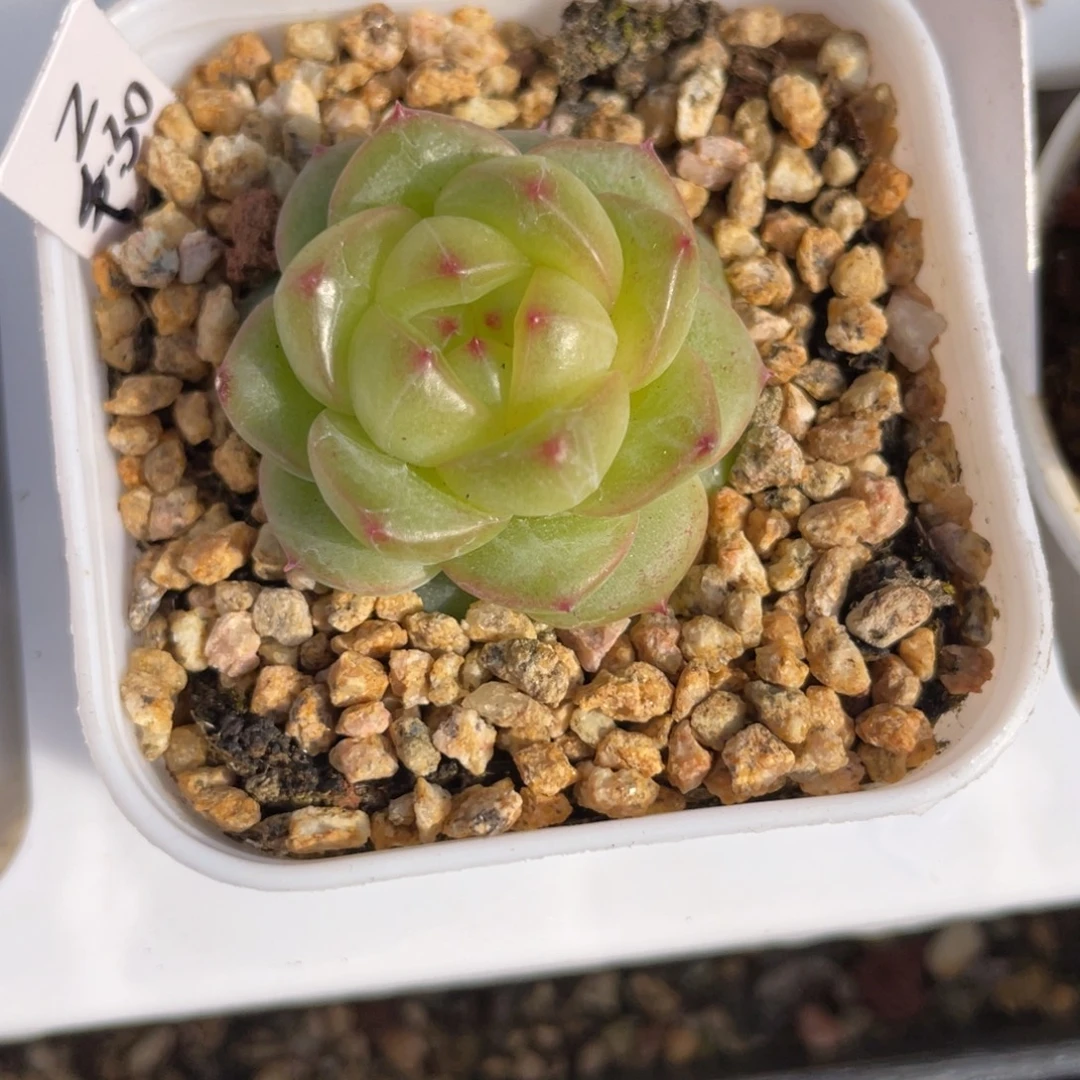 优选珍妮多肉福利2625