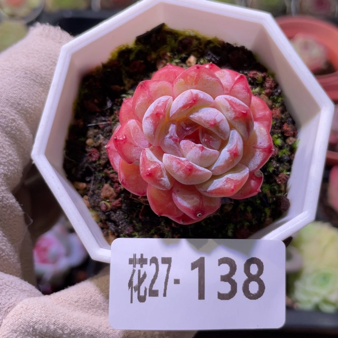 花利美27-138雪颜玉