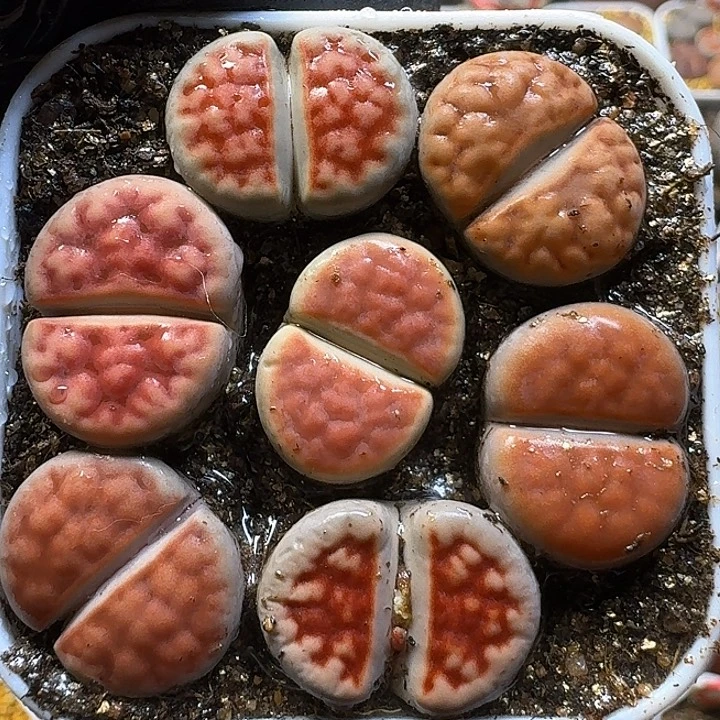 生石花1122222。   328