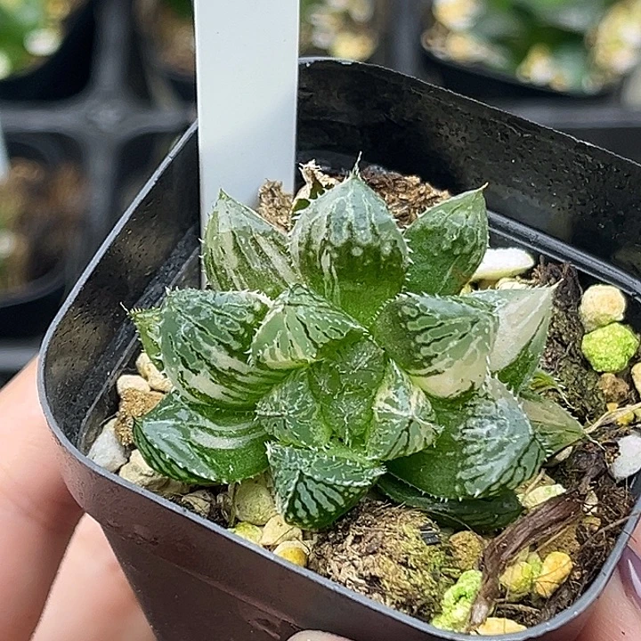 191大叶楼兰玉露锦