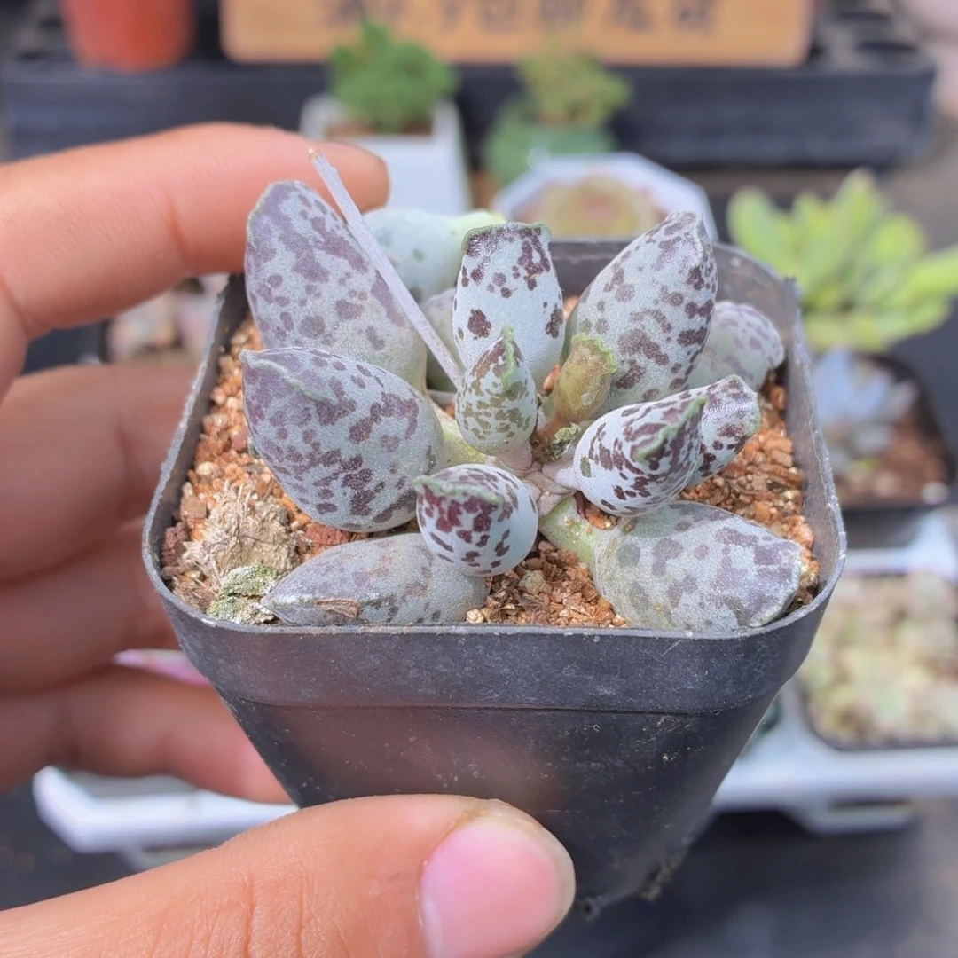 海豹多肉9.9包邮发货