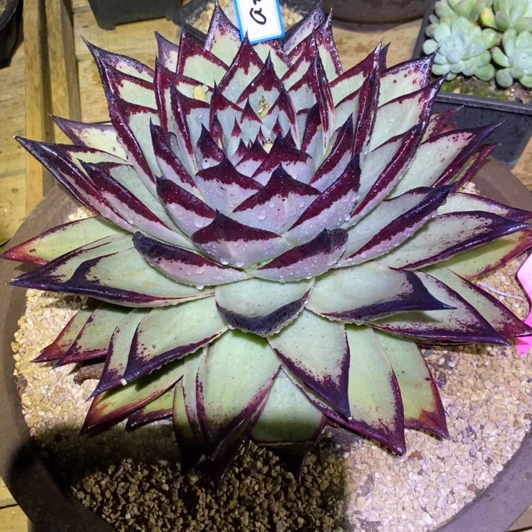 人****然福利美乌a27