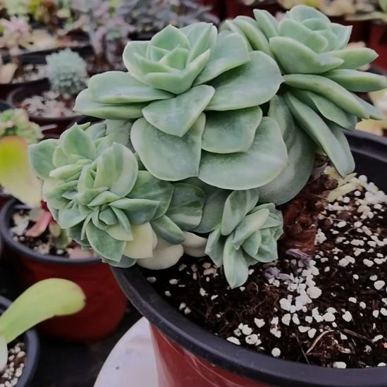 可爱玫瑰白覆轮锦缀化捌下发