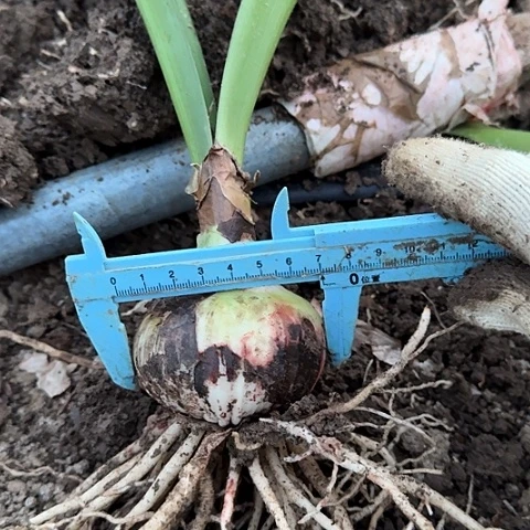 兰妮7厘米包对版