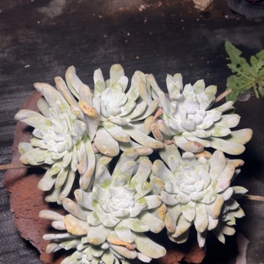 用****7大花朵脸拇指～一物一拍7514