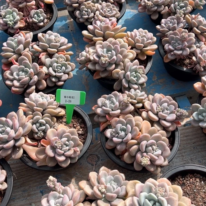 2.26白露一个脱土