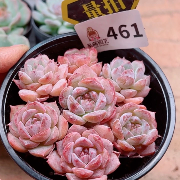 多肉植物多肉植物