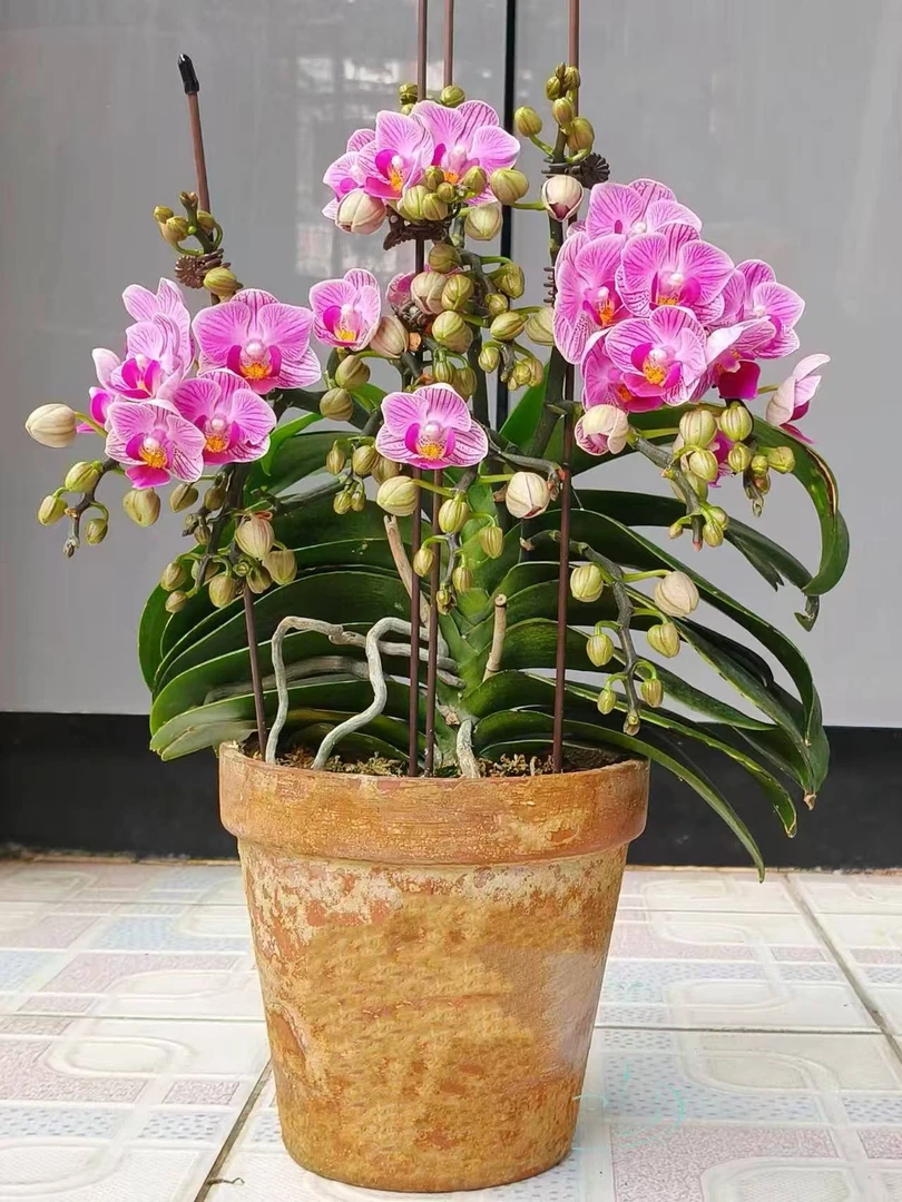 【2花剑十里桃花】蝴蝶兰年宵花优选寓意喜上眉梢居家装饰