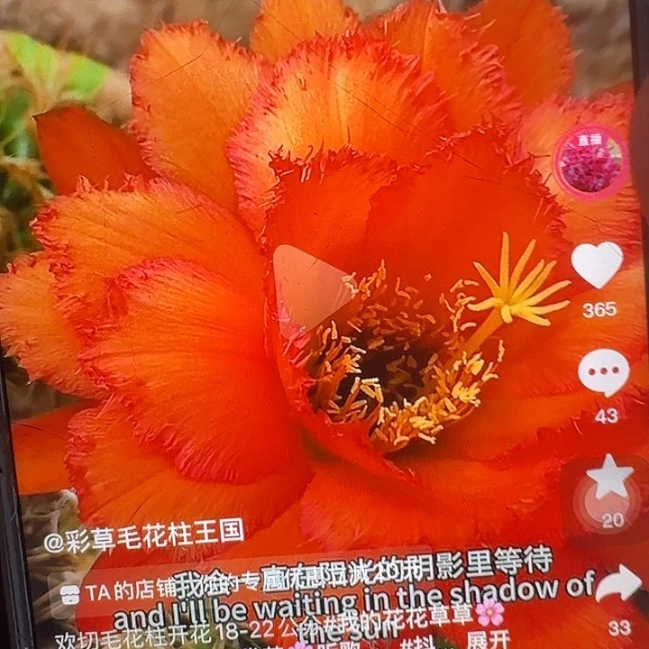 欢茄根冠服7公分毛花柱