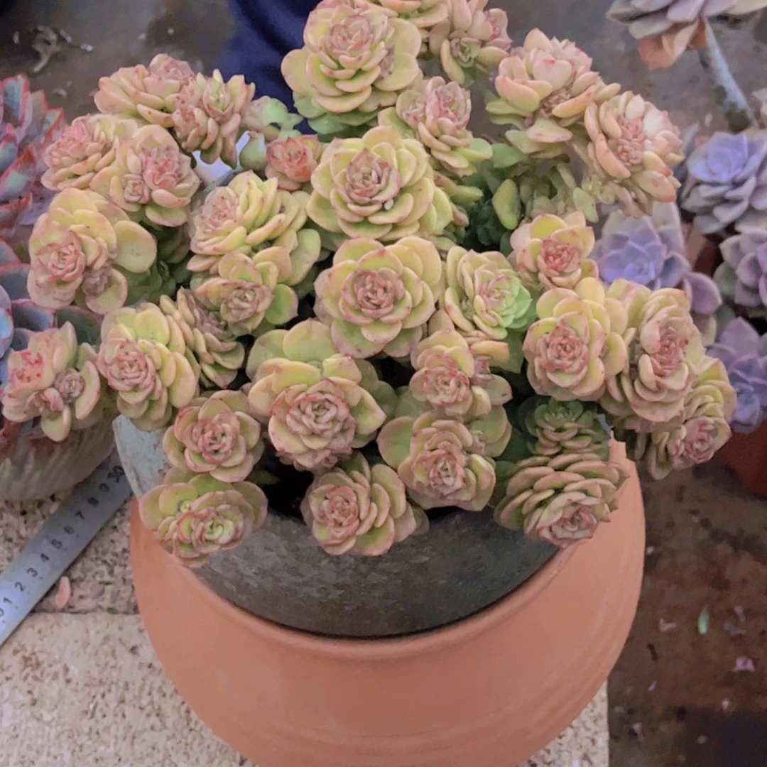 黄金蜡牡丹一单包邮