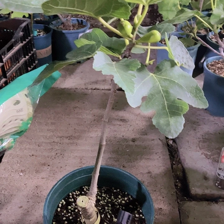 无花朵一物一拍原盆土发货