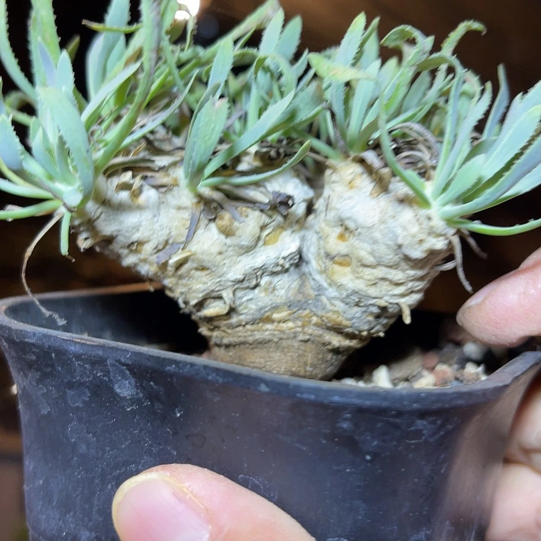 实生刨花厚敦菊大块根