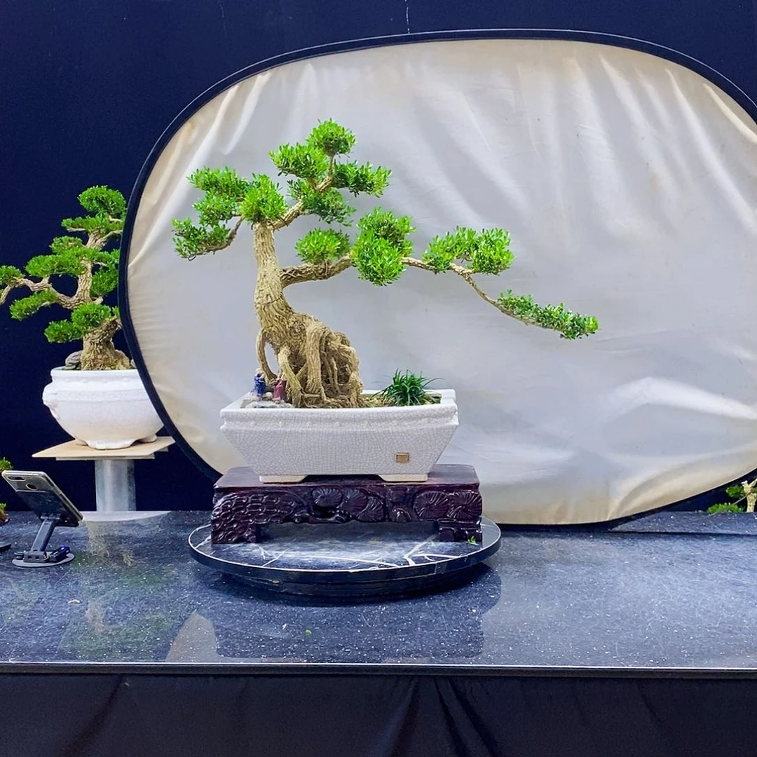 无花朵黄杨盆景造型
