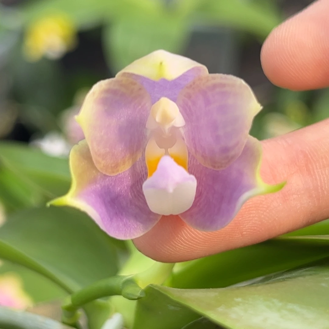 完全开放2.5寸208开花株