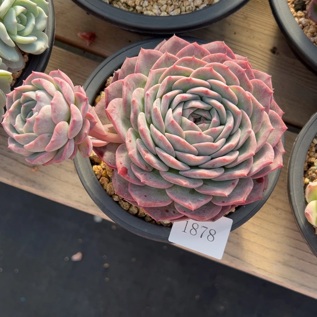 呆*1878不包掉头肉肉肉肉肉肉