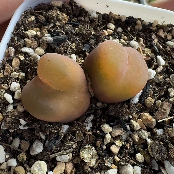 老马生石花双头毛1515