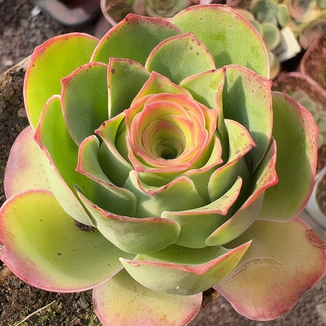 糖糖506不知名 捡漏福利