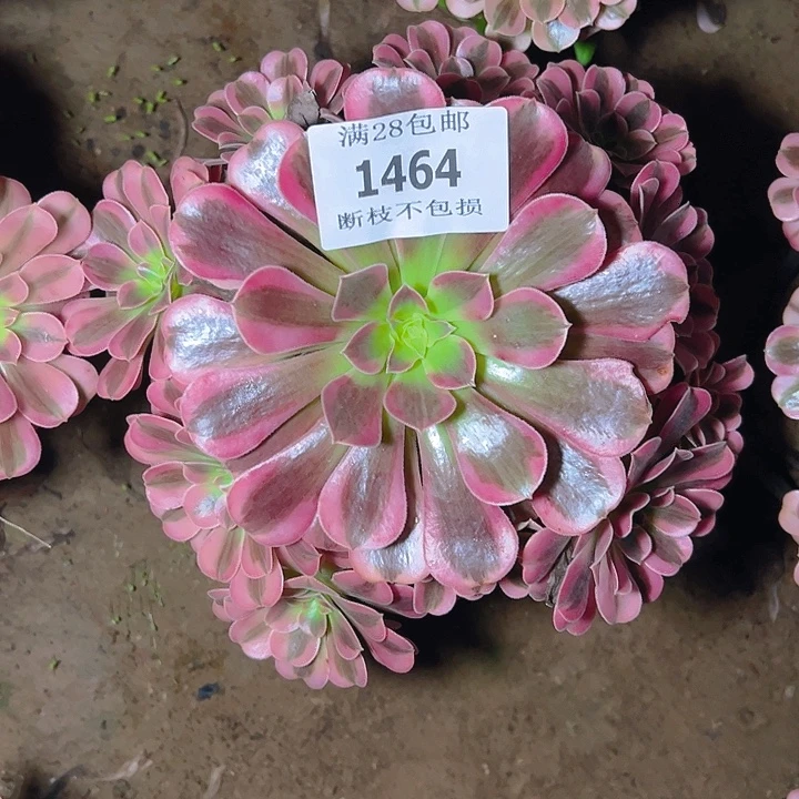 1464美杜莎多肉植物