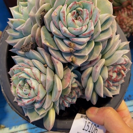 ?**?天鹅绒15106多肉