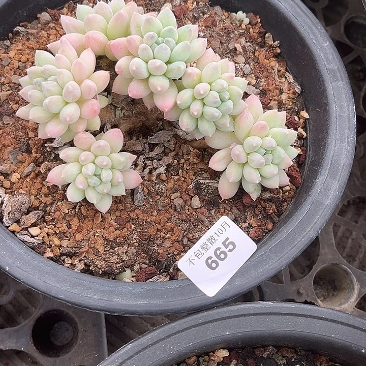 阿雅园艺。       665瑕疵