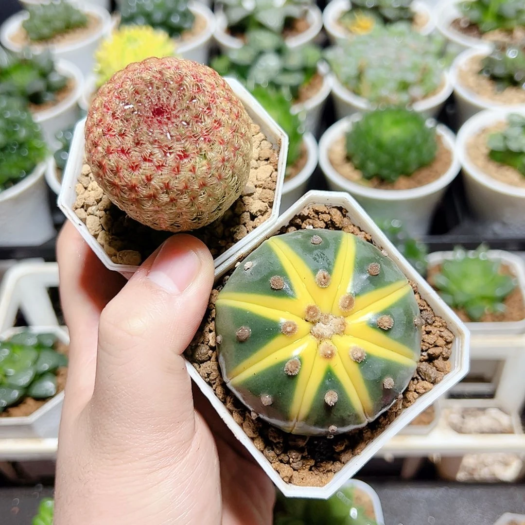 星兜锦➕红太阳发货