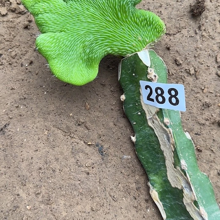 楠***水无花朵嫁接青蛇缀288