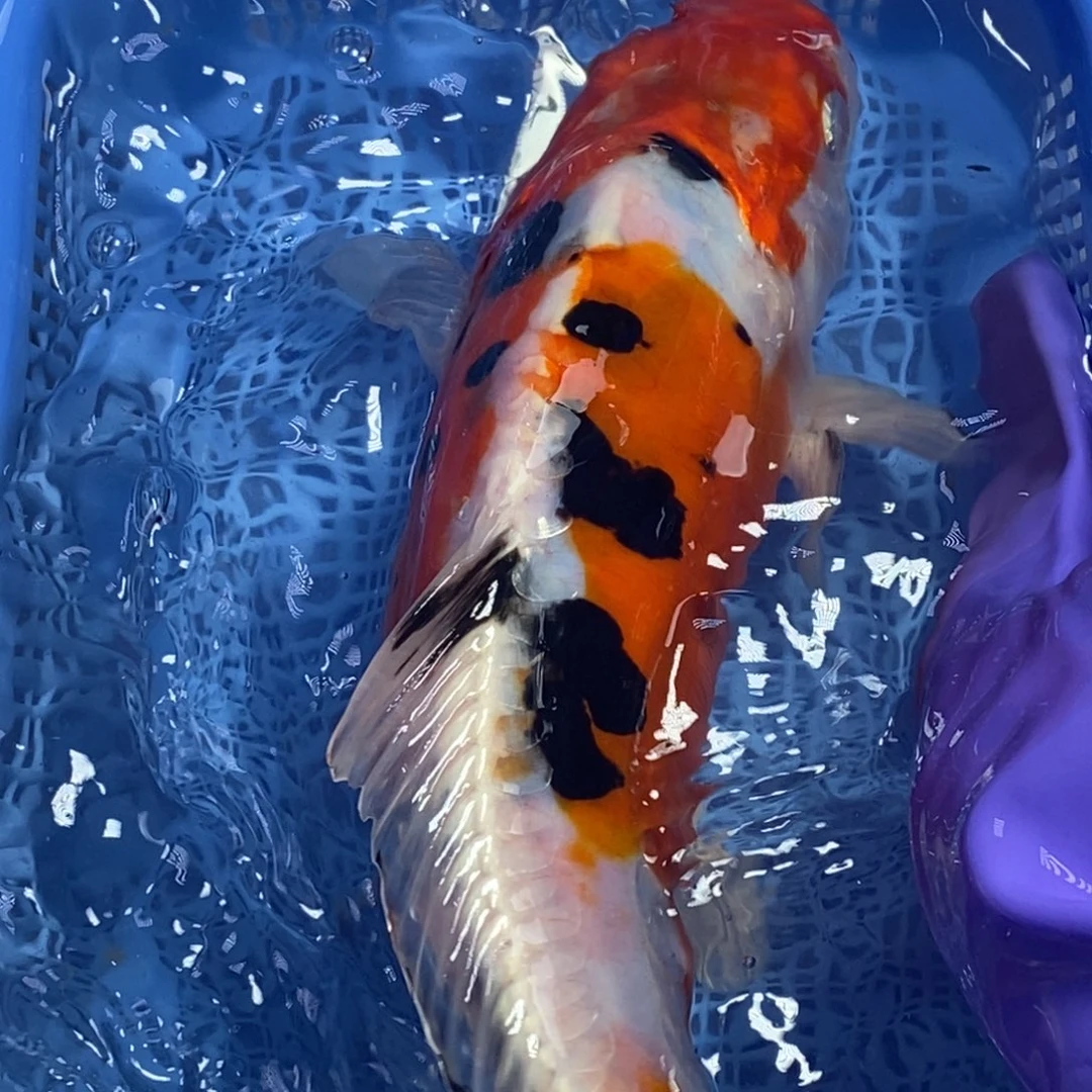 锦鲤冷水锦鲤包邮