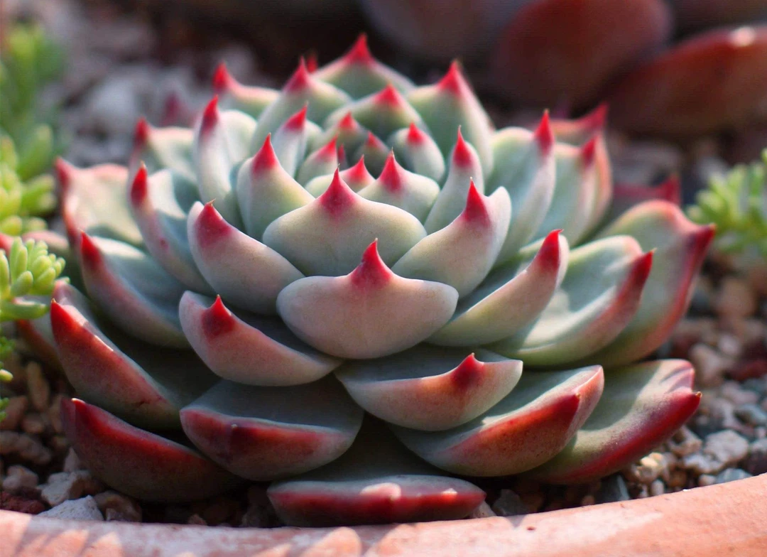 鸿枫多肉一物一拍链接