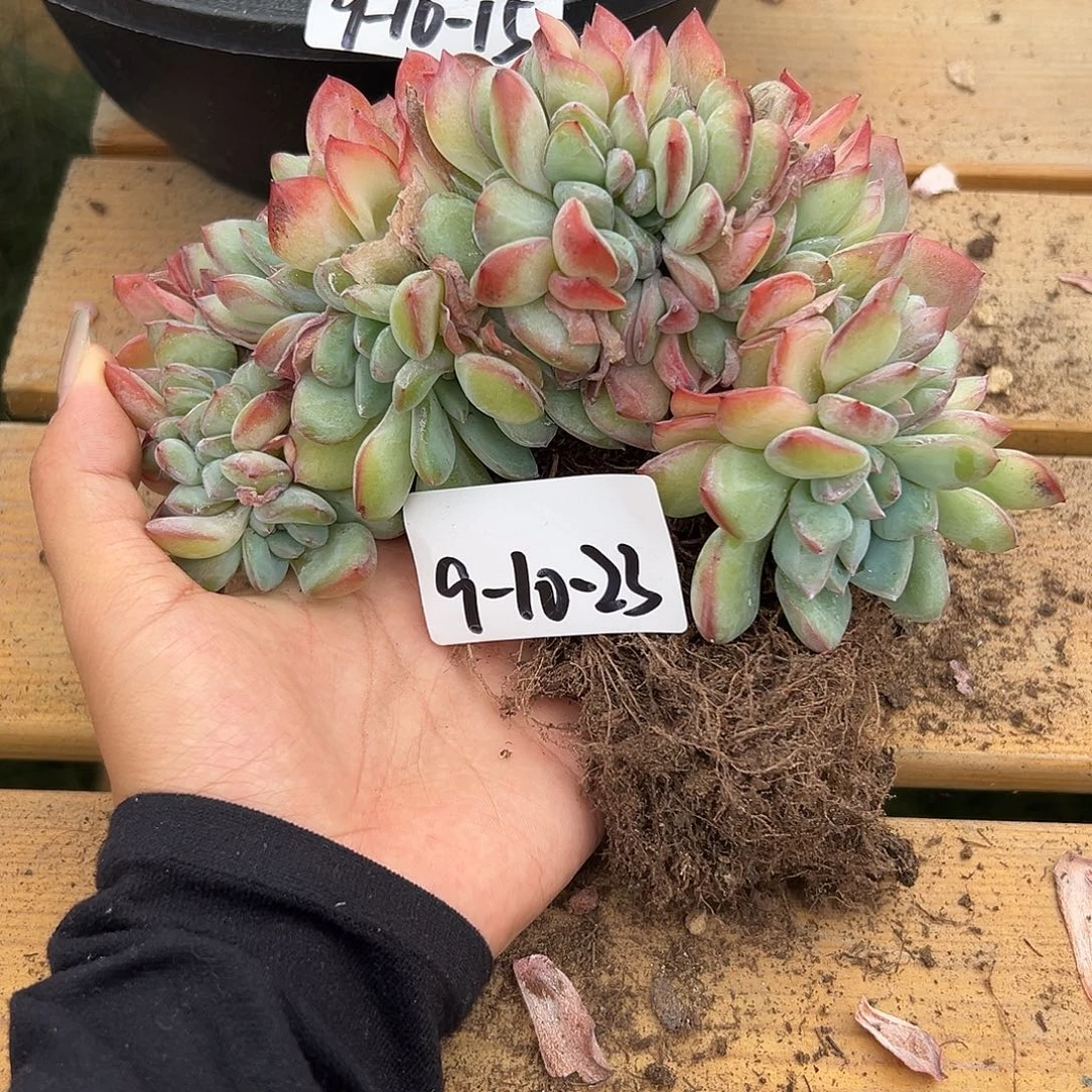 9-10-23泡芙缀多肉植物