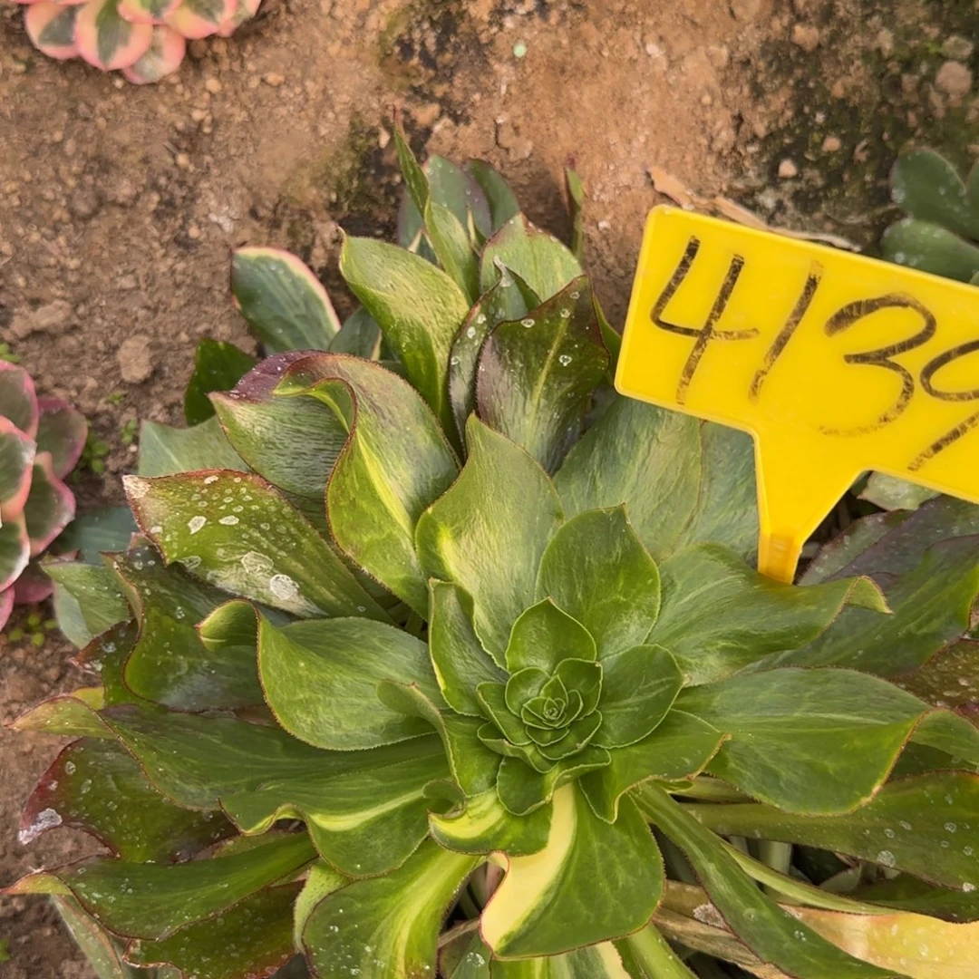 4139---多头多肉植物