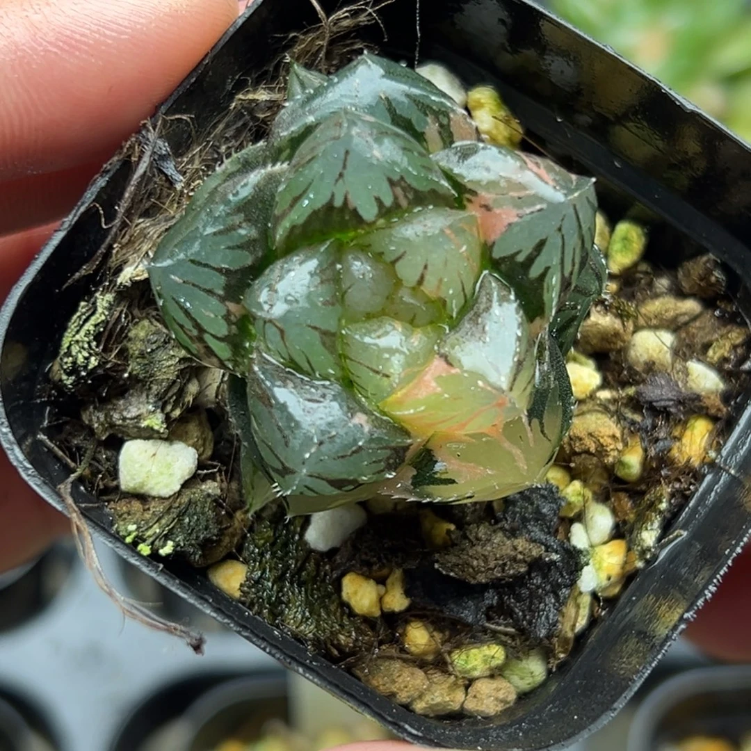 60实生玉露锦 无根