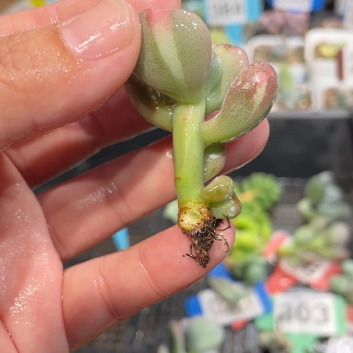 359号油煎丸子锦白锦啊啊啊