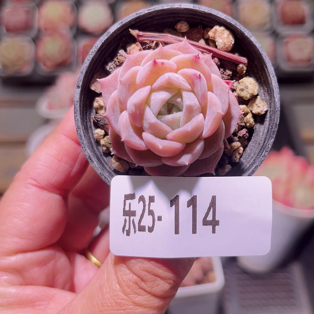 乐然25-114 纯爱单头