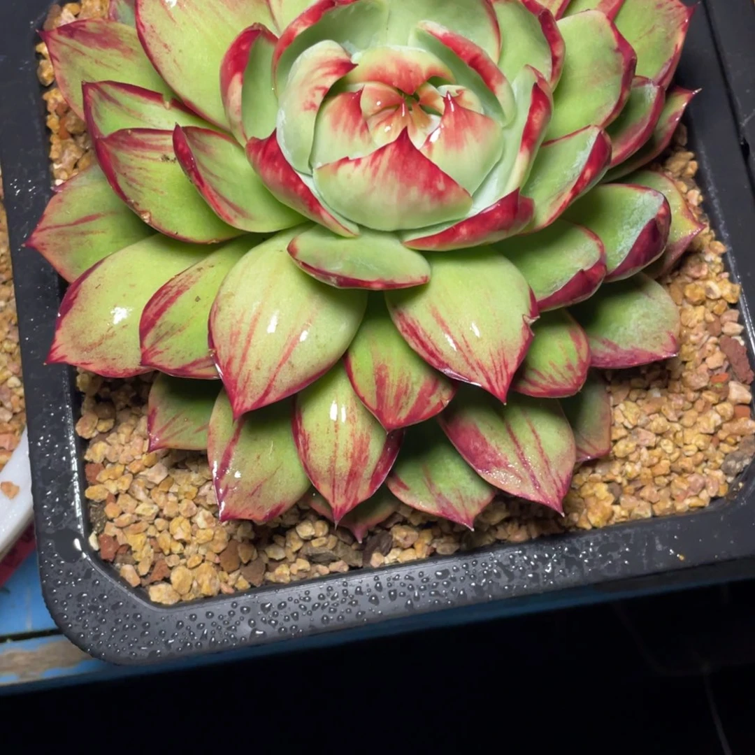 陈***姐惊鸿仙子一物一拍