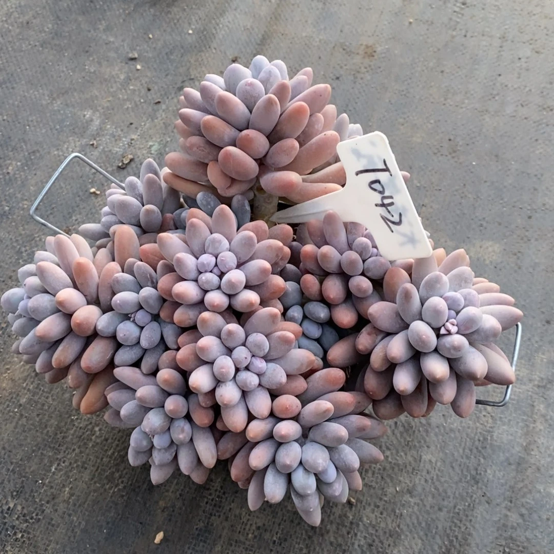 依*042号，多肉大群自然群，1234568