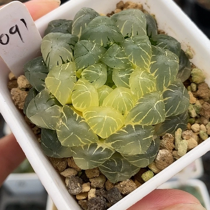 91实生湖水玉露锦一物一拍