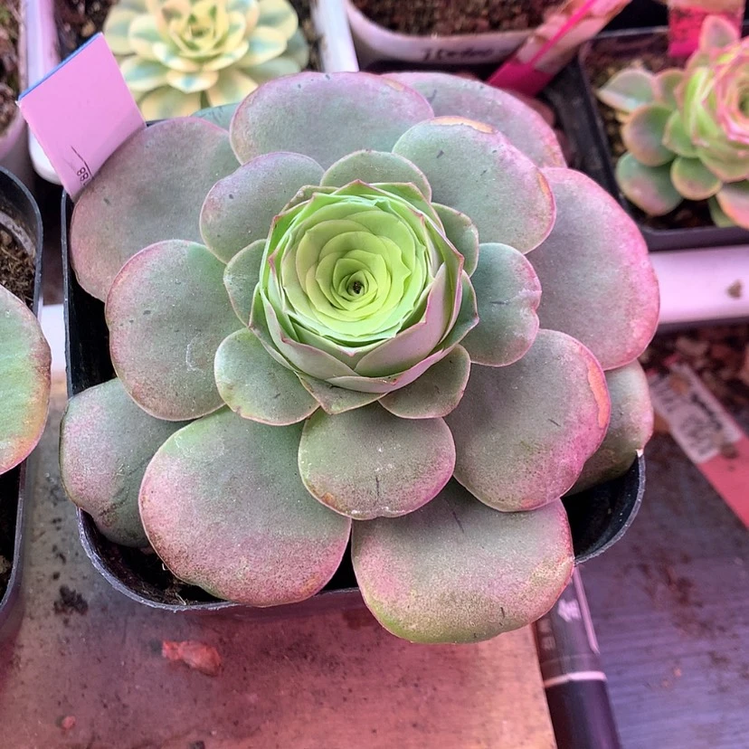 【闪购商品】’2月会员恋火410