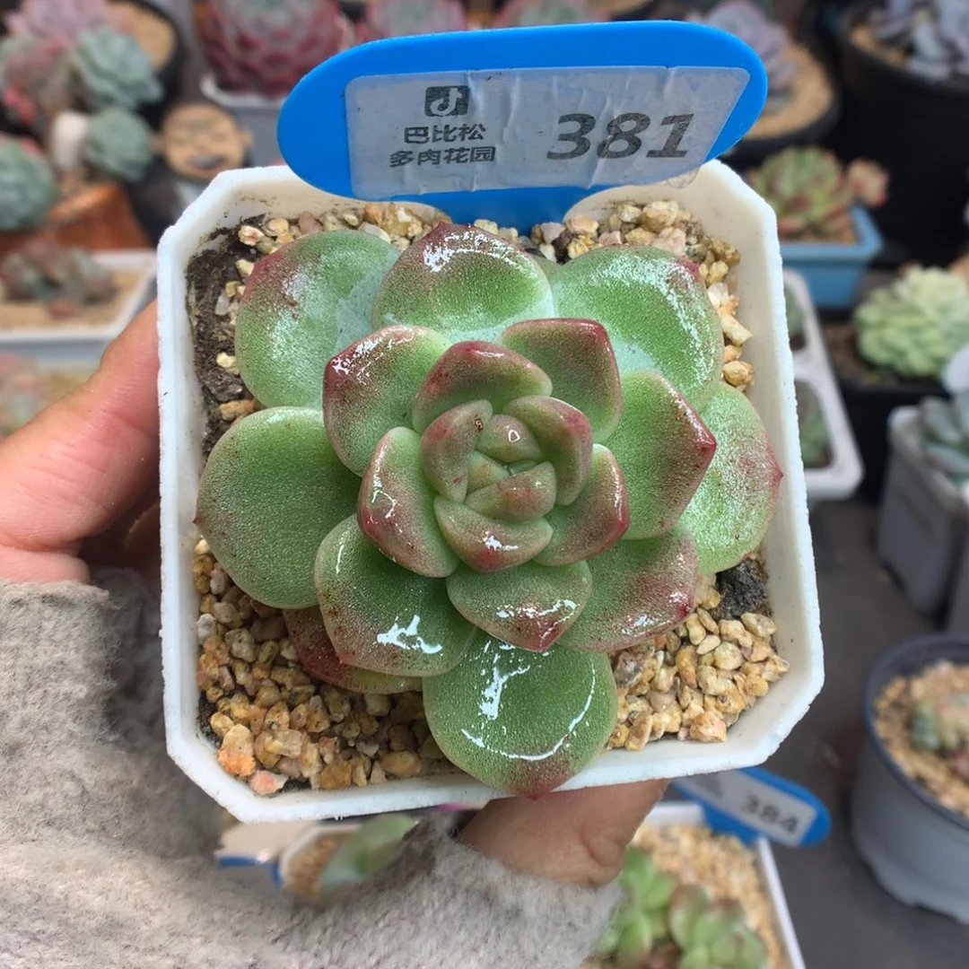 381冰玉石化多肉植物