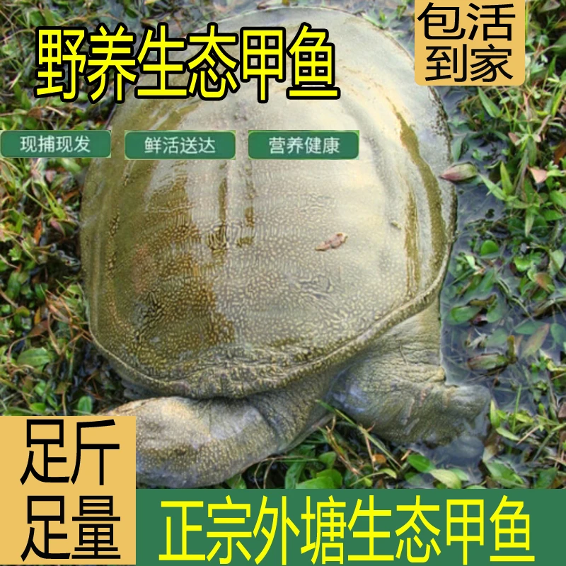 鲜活3只6-7斤甲鱼 外塘放养甲鱼食用中华鳖野外肉质好滋补送到