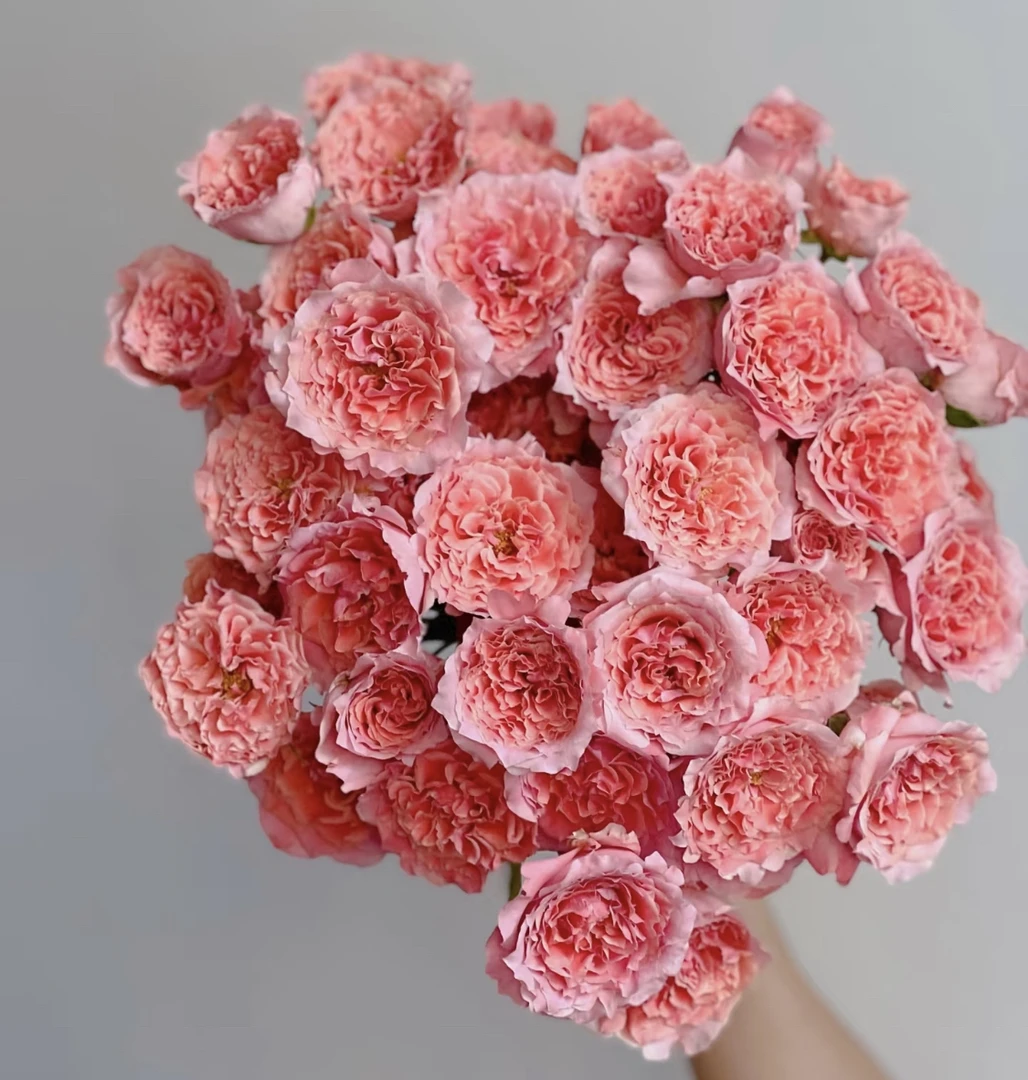 百合   多头粉色拉拉队8支+2支防损任意满两单包邮