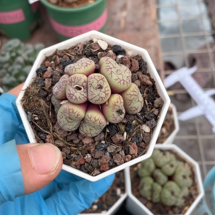 越*樾185青姬多头肉椎