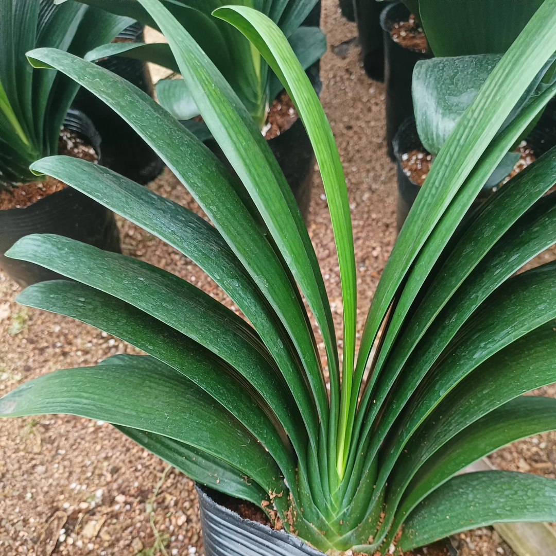 18杯7年以上立版大座机带花苞