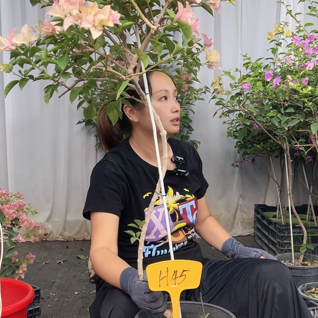 建***明当前无花栽培后可以开花H45卡亚塔